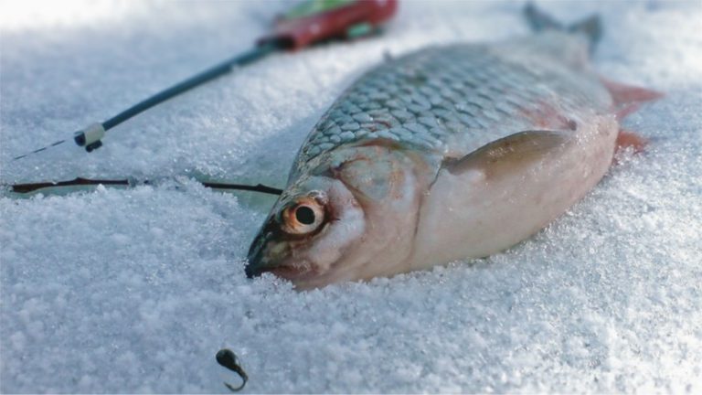 передача про зимнюю рыбалку