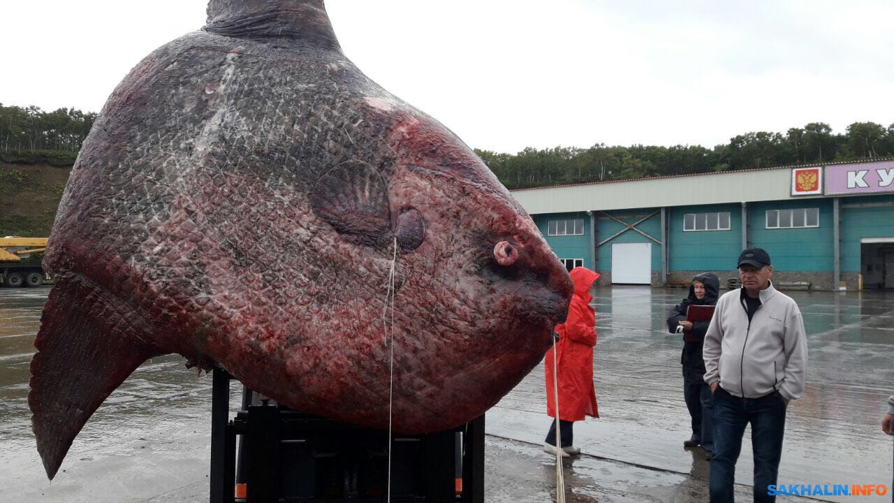 Рыба-луна весом 1100 кг поймана на Сахалине