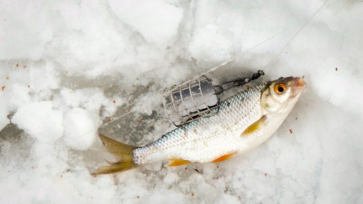 рыбалка на зимний фидер со льда видео