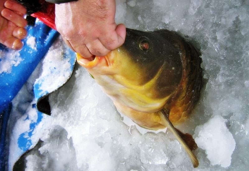рыбалка зимою ловля огромного карпа со льда