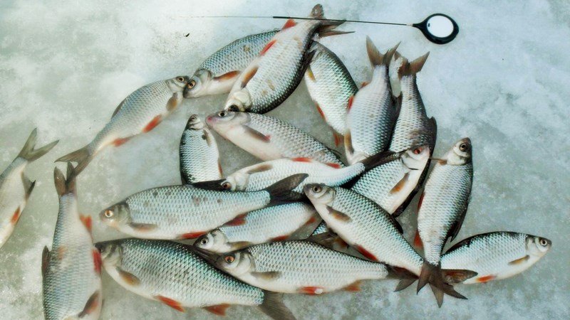 Отличие плотвы от чебака - сравнение и особенности рыб