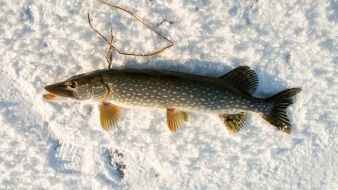 рыбалка зимой на судака на жерлицы