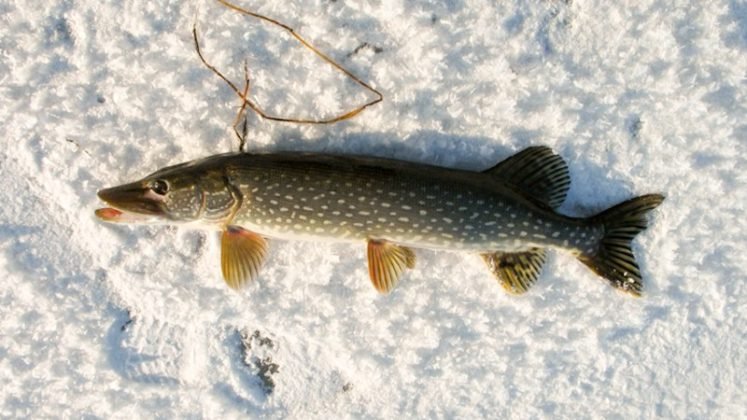 зимняя рыбалка жерлицы на налима