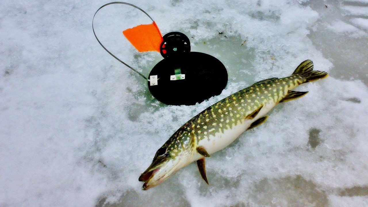 рыбалка щука на живца видео зимой