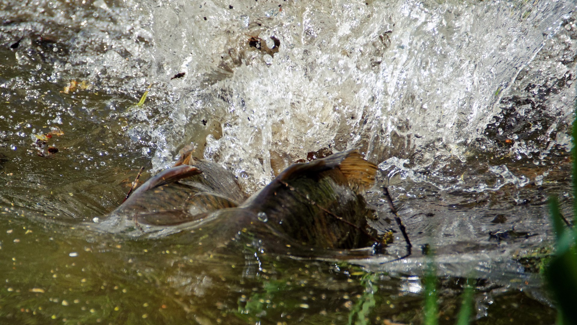 Икра окуня фото в воде