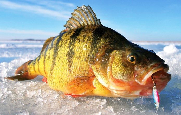 Что нужно для зимней рыбалки