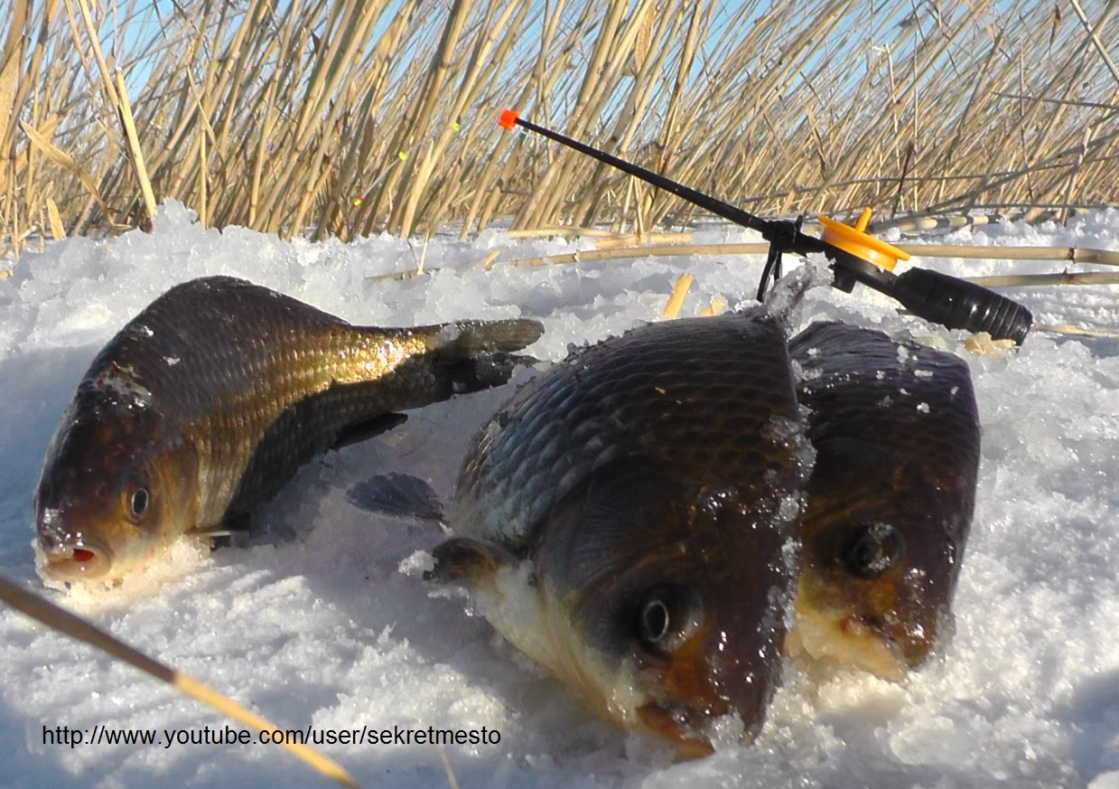 Карась по холодной воде. Зимняя рыбалка. Рыбы зимой. Зимняя рыбалка на карася. Ловля карася зимой.