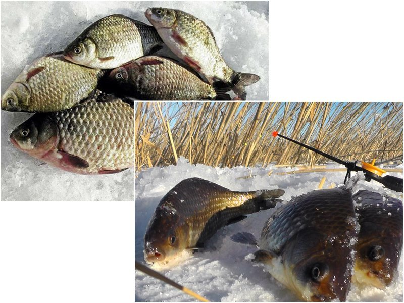Зимняя рыбалка первый лед Карась