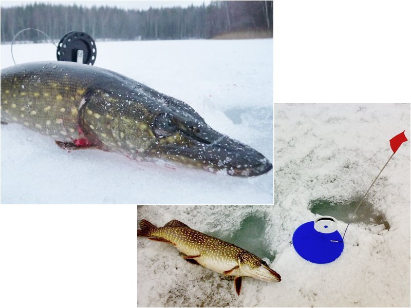 Зимняя рыбалка первый лед, ловля щуки