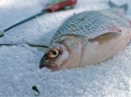 Технология зимней рыбалки