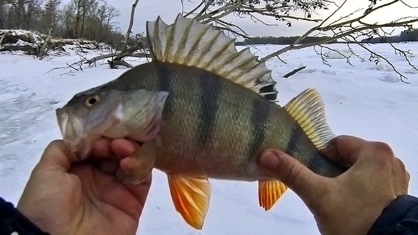 Рыбалка на крупного окуня зимой на алтае