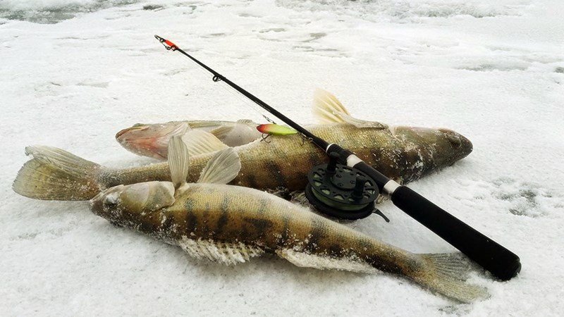 Как ловить судака зимой на виб - Советы начинающему