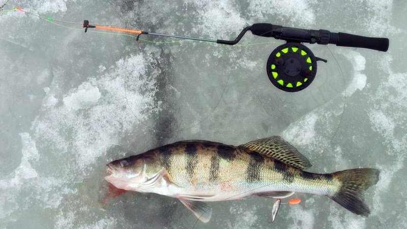 Рыбалка на судака и берша со льда