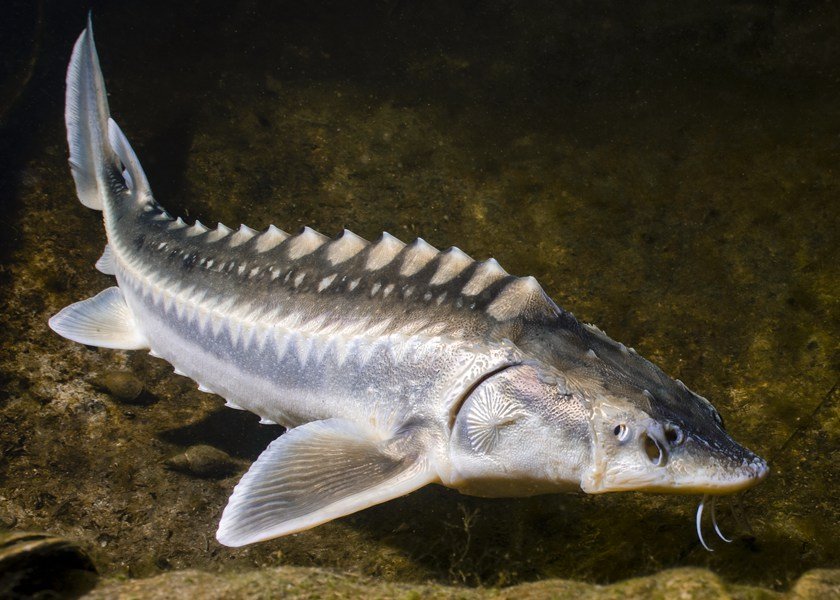 Описание и фото белуги — крупнейшей белой рыбы