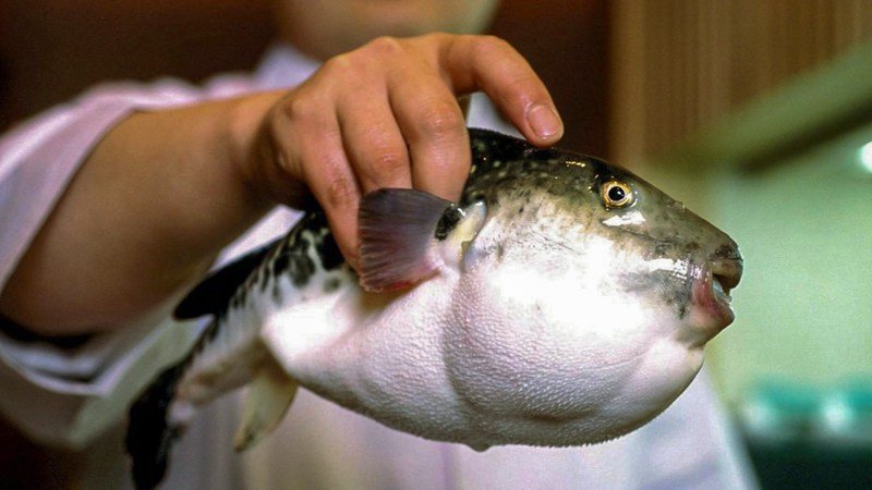 Ядовитая рыба Фугу