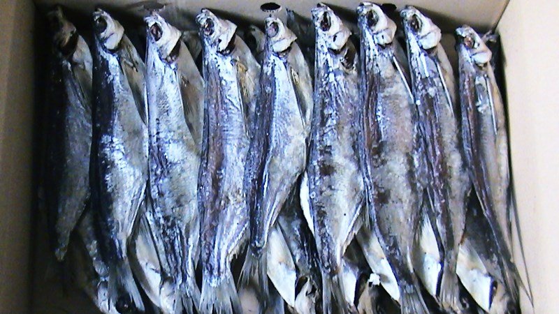 Как засолить и завялить рыбу чехонь, посол и хранение вяленой рыбы