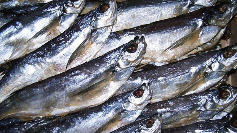 Как засолить и завялить рыбу чехонь, посол и хранение вяленой рыбы