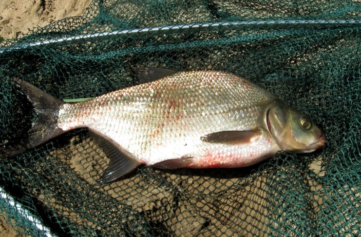 Рыбалка на поплавочную снасть - секреты успешного лова