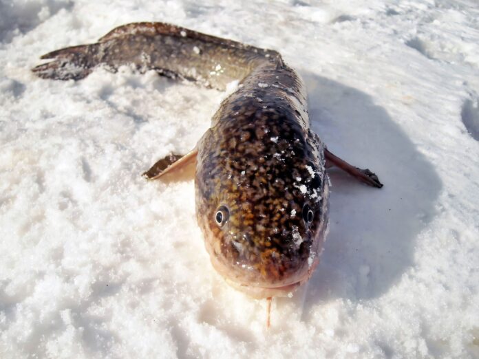 Зимняя рыбалка, первый лед 2023-24 - налим