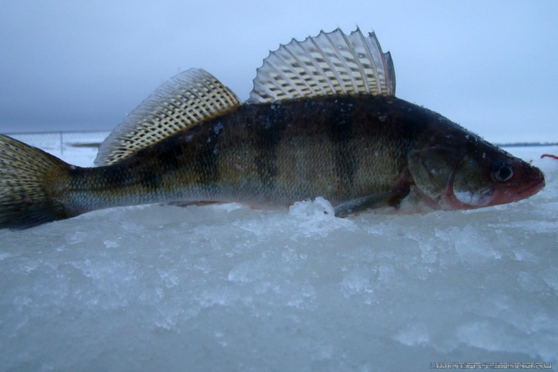 Судак рыба на,тюльку. Окунь на тюльку зимой. Рыбалка в Казани зимой на берша и судака.