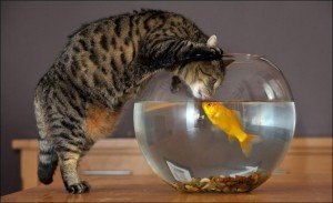 аквариум и любопытный кот