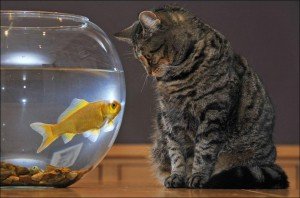 аквариум и любопытный кот