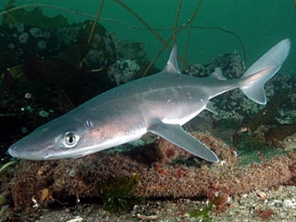 Черноморская акула - Катран