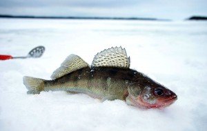 Рыбалка на судака зимой