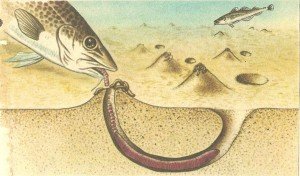 многощетинковые черви - пескожилы